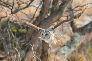 実験してみた！フクロウはどうやって静かに飛ぶのか？「軍がフクロウの飛ぶジェット機を作る姿が目に浮かびます!!!」「プロの仕事は見ていて楽しいものです?」海外の反応