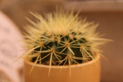 【画像】ダイソーで買ったサボテンが１年たった結果・・・