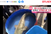 【悲報】東京の公園で見つかった巨大ナマズ「ナマちゃん」、逝去
