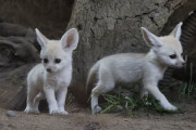 フェネック出産５頭のこどもをペアで協力して育てている模様…埼玉県こども動物自然公園