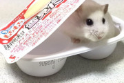 【かわいいよ】冬っぽい動物画像集