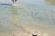 【動画】猫が泳いでてワロタ