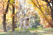 千葉で話題のドッグコテージがオープン！愛犬との最高のリゾート体験が待っています！