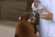 【GIF画像】寝る前に動物GIFスレ立てるべｗｗｗｗｗｗｗｗｗｗｗｗ