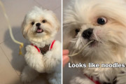 麺類大好きシーズーに、麺に見立てたもやしを食べさせてみたら！？驚く顔がとってもキュート！