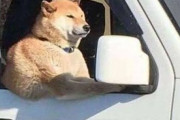 【画像】酔った男「車を運転していたのはコイツです！」運転席に座った犬「!?」警察「」