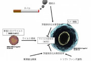 広島大学「タバコの煙がコロナを抑制する」喫煙者は感染しにくいと実証
