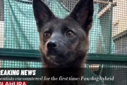 【ブラジル】世界初の「犬とキツネ」のハイブリッドを発見