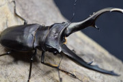 【画像】ギラファノコギリクワガタってクッソかっこいいよなｗｗ
