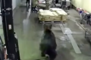 多くの人が働く工場に突然ヒグマが入ってきたら。これが人間のリアルな反応。