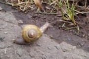 でっかいカタツムリおったよ（※画像あり）