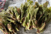 【画像】帰りにタラの芽採ってきた【異常に出過ぎ･･･】