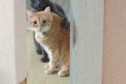 【ねこ画像】玄関開けたら二匹のねこさん、タビー？キジトラ？ ほか【再】