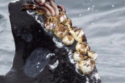 【画像】クジラの皮膚、色々くっついててきしょい