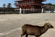 久々の奈良。観光客が減り、鹿せんべい（鹿にはおやつ）をあげる人が少ないため、せんべい購入者への鹿集中が激しい。