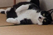 猫「ひっくり返して反対側も…っと」