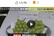 シャインマスカットの苗を販売目的で所持してた男を逮捕　どこに売るつもりだったのかな　6/28