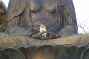 【ねこ画像】仏像とねこ【再】