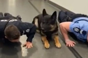 警官といっしょに腕立て伏せをする警察犬の戸惑い気味な姿が可愛い（オーストラリア）