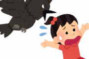 【悲報】若槻千夏さん、カラスに誘拐されそうになっていた