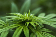 タイ政府、大麻草１００万本を全国民に配布へｗｗｗｗｗｗ