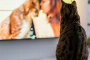 「愛猫はテレビを見ますか？」半数は“見る”と回答！よく見る番組は「動物・ペット」「ニュース・ワイドショー」