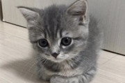 【ねこ画像】とても愛らしい様子の子猫ちゃん…1年後、こうなるとは誰が想像できたでしょうかwww