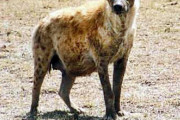 ハイエナ「死体食えます、狩りもできます、天敵ほぼゼロです」←こいつがサバンナで天下を取れない理由