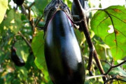 飲み会女子「なすびは英語でなんて言うでしょ～？」ワイ「aubergine」