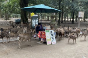 【悲報】鹿さん、鹿せんべいくれる観光客が少なすぎて売り場を包囲してしまう