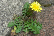 【知ってた？】「アスファルトの隙間に咲くタンポポ」、過酷さの象徴扱いされてるけど実は全然違ってたと判明ｗｗｗｗｗ