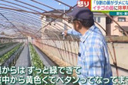 【いちご】最盛期前のイチゴに除草剤撒かれる。被害総額は1000万円以上「どれだけ手がかかってるか･･･」農家から怒りの声。愛知県豊橋市