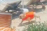 【イヌ】 夏はやっぱり海だよね → 犬もこうなる…