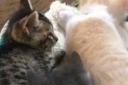 ２匹の子ネコがくつろいでいた。そこにもう１匹やってくる。無理やり頭をずずず～♪ → こうなった…