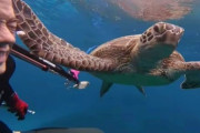 ぺしこーん！ウミガメが人間ダイバーに突然平手打ち。積もり積もった何かがあるのか？