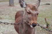 【衝撃画像】奈良公園の鹿さん、観光客からエサを貰えず哀れな姿に「鹿せんべい依存から抜け出せず」