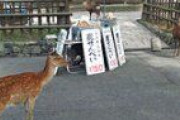 【奈良】「鹿せんべい依存症」の兆候、観光客減で激やせのシカ