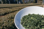 韓国人「世界中で空前の抹茶ブーム！日本のお茶輸出量が71年ぶりに1万トンを突破！」アメリカ人が抹茶に熱狂する理由とは？