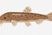 【研究】水底でひっそり暮らす魚「ドジョウ」、実は進化の最先端を泳ぐ魚？