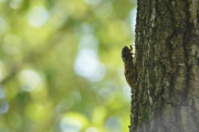 【夏】なぜ？梅雨が明けても鳴かないセミ…押されていない「羽化スイッチ」とは？
