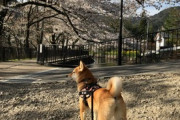 【画像】うちの柴犬と桜の季節のお散歩…無防備なおしりがたまりませんwww