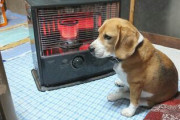 【犬】イッヌさん、ストーブから離れない?