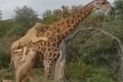 ライオンにかじられてるキリンさんが海外で話題に←何だよこのあわてない精神…　海外の反応