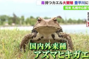 【北海道】4日間で1200匹捕獲…毒をもつ外来種”アズマヒキガエル”繁殖域は札幌中心部へ広がる懸念も