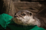 アメリカの水族館のカワウソ、新型コロナウィルス検査で陽性反応　飼育員から感染した可能性