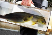 【朗報】魚を散歩させる器具、開発されるｗｗｗｗｗｗ （※画像あり）