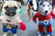【悲報】犬さん、ハロウィン仮装が適当すぎるｗｗｗｗｗｗｗｗｗｗｗｗｗ