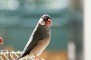 【朗報】文鳥、カワイイ