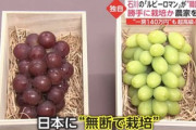 韓国が日本の高級ブドウ「ルビーロマン」を盗んで栽培　韓国農家「先進国なんだから大目に見て」