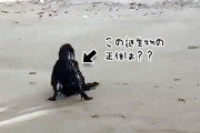 打ち上げられた謎生物？いいえ元気です。海岸で目撃された奇妙な物体の正体は？